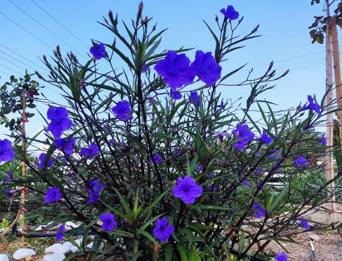 אפולוניה Ancient Meropia - Les Jardins Des Muses מראה חיצוני תמונה